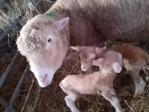 Missing! Have you seen Bertha the sheep?
