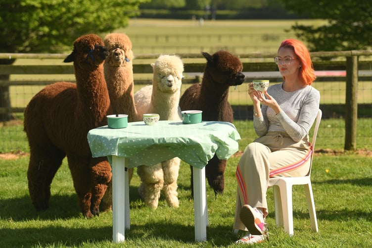Furry Peaceful: Melissa Pretty enjoys the friendly and inquisitive company of Ron, Hagrid, Sirius and Alby from Lakemoor Alpacas who are bringing their calming influence to the Devon County Show with a unique cafe experience beginning on the 15th May for three days. 
 Twice a day, at 11am and 3pm, the alpaca ring will transform into a cafe complete with patio tables and chairs, accommodating up to 24 lucky guests per session, invited to to feed them nuts and carrots, while basking in their gentle companyâand the experience can be captured on camera with selfies galore. ©Russell Sach - 0771 882 6138