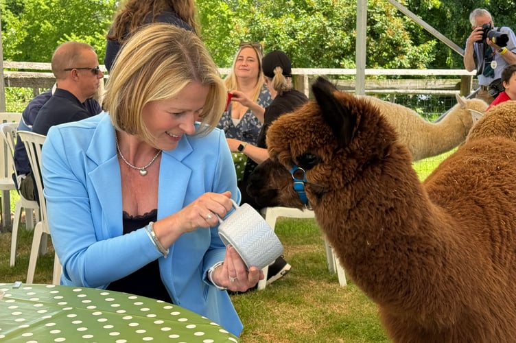 Victoria Graham from BBC Spotlight feeding an alpacas at the Show. AQ 1619