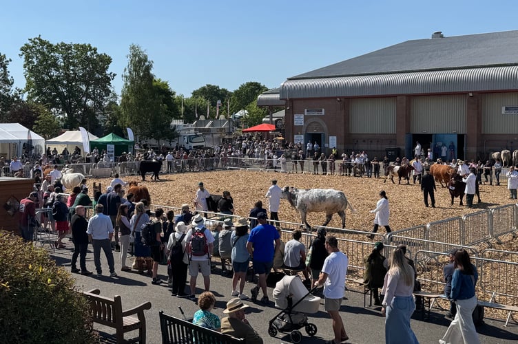 A busy cattle ring. AQ 1849