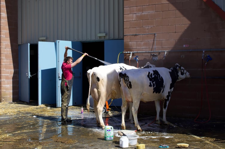 Cow being hosed down