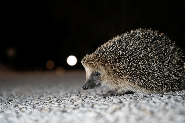 New campaign urges gardeners to create wild patches for hedgehogs