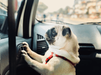 Police advice about hot dogs in vehicles
