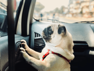 Police advice about hot dogs in vehicles
