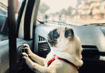 Police advice about hot dogs in vehicles