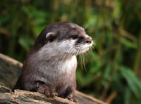 Talk on otters coming up in Crediton