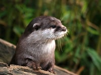 Talk on otters coming up in Crediton