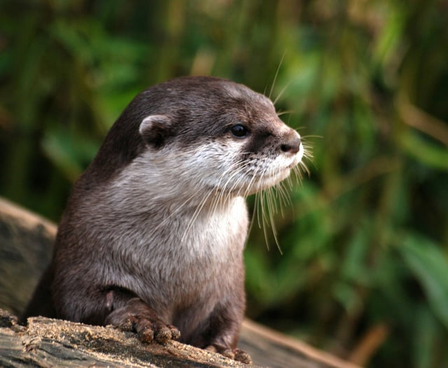 Talk on otters coming up in Crediton
