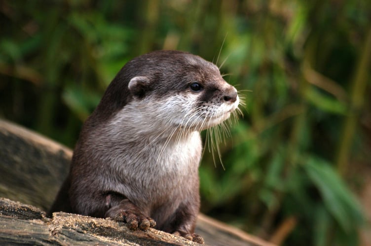 Otter stock