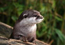 Talk on otters coming up in Crediton
