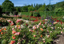 Festival of Roses at RHS Rosemoor