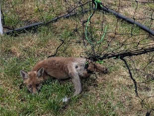RSPCA's warning for footie fans