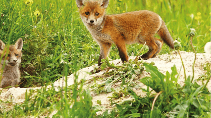 West Devon Hunt Sabs say they've received reports about 'cubbing meets'