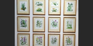 View Sandra Chalton's Wildflowers paintings until the end of July