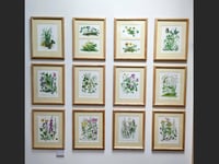 View Sandra Chalton's Wildflowers paintings until the end of July