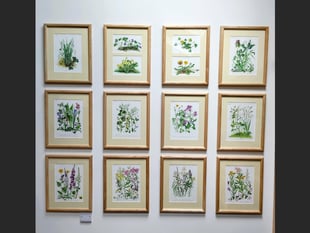View Sandra Chalton's Wildflowers paintings until the end of July