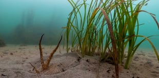 Seagrass Recovery Plans in Devon and Cornwall