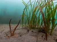 Seagrass Recovery Plans in Devon and Cornwall