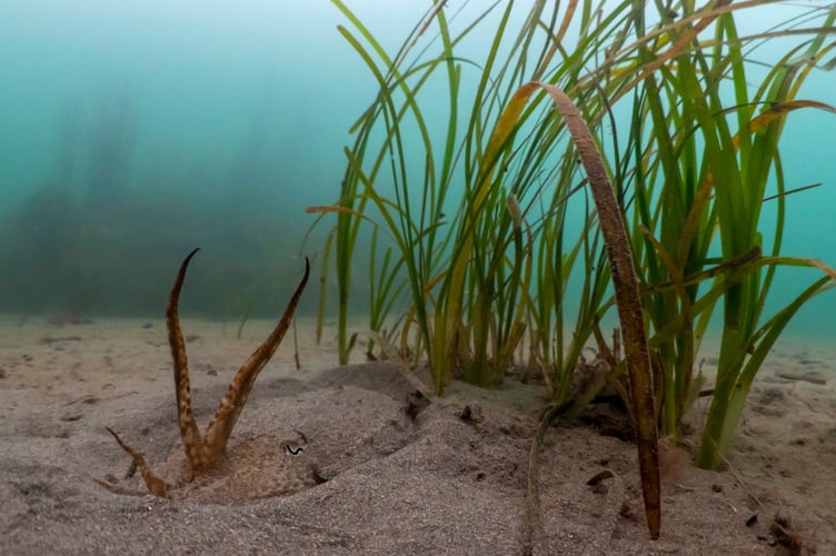 Seagrass in Cornwall.