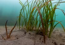 Why Seagrass Matters: South West's Plan for Recovery
