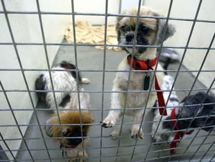 Rise in animal cruelty calls to the RSPCA in Devon