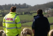 Struggling farmers urged to seek help following 10-year ban for cattle neglect
