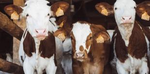 Devon councillor appeals to Chancellor for more help for farmers
