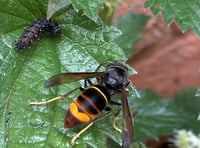 Beekeepers urge vigilance over yellow-legged hornet