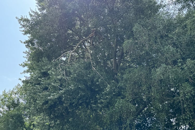 The branch which has broken and is hanging over the road in Exhibition Road, Crediton. AQ 6795