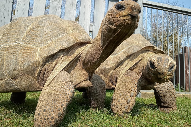Aldabra Giant Tortoises will be making a rare appearance at the Mid Devon Show.
