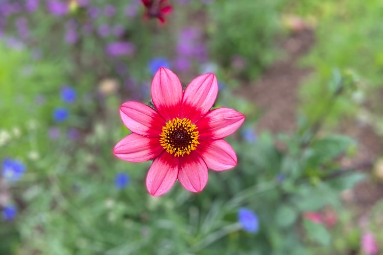 Megan’s close-up image of flower.