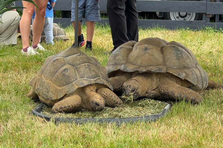 Two of the giant tortoises on display at the Mid Devon Show. AQ 7589