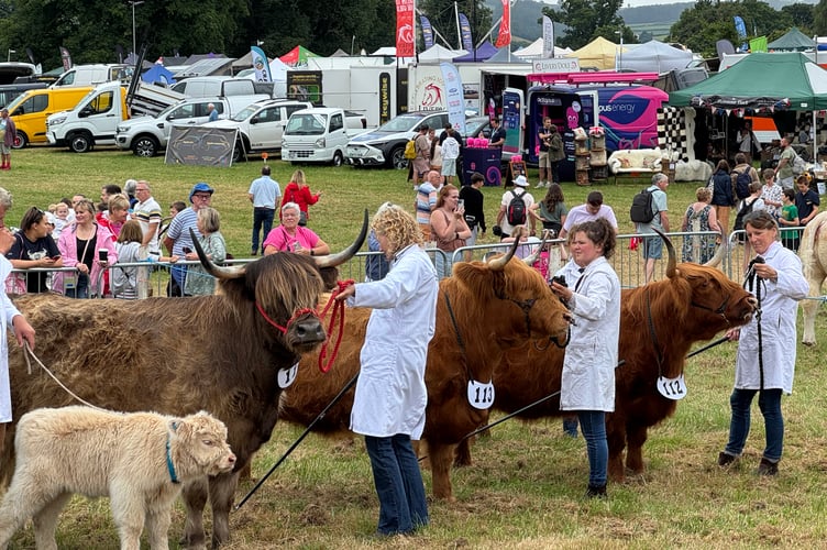 Cattle judging in progress at the Mid Devon Show. AQ 7535