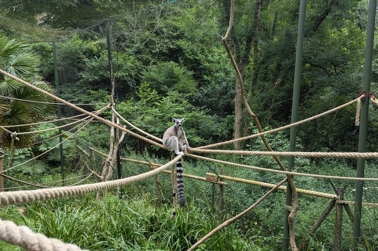 Ropes given a new lease of life from Princess Theatre Torquay now in use for Lemurs at Paignton Zoo.

