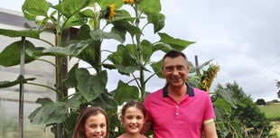 Twins love grandad’s giant sunflowers