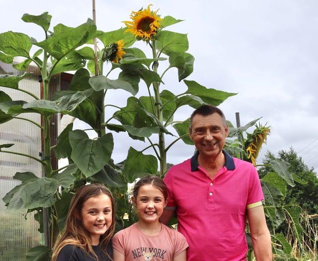 Twins love grandad’s giant sunflowers
