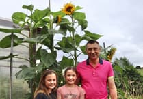 Twins love grandad’s giant sunflowers