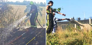 Firefighters save alpacas on Dartmoor