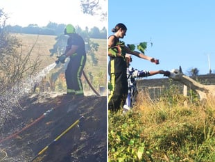 Firefighters save alpacas on Dartmoor