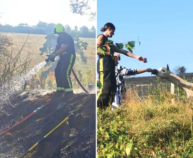 Firefighters save alpacas on Dartmoor