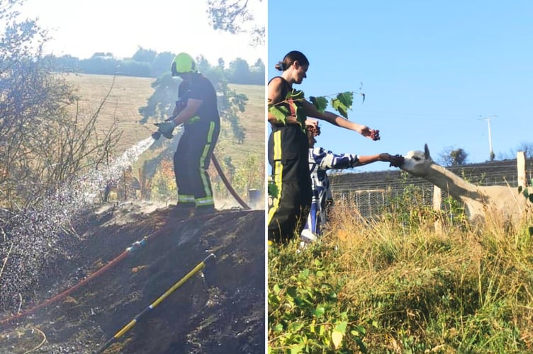 Firefighters tackling blaze, left, and meeting alpacas, right