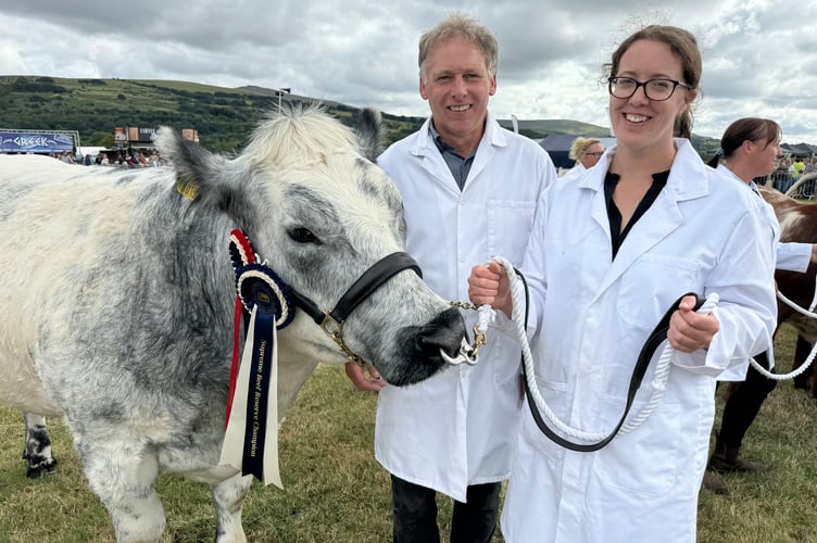 Reserve Beef Champion was Highland Blues Spruce, a British Blue heifer bred and exhibited by Andrew Luxton of Okehampton.  AQ 0176
