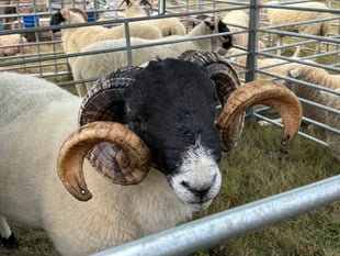 Drought, disease push Devon farmers ‘to the limit’