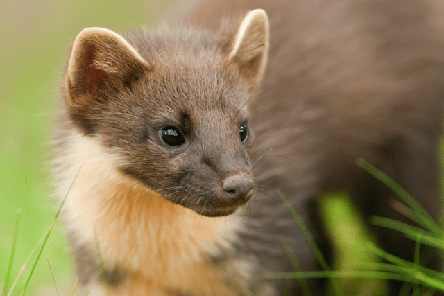 National Highways helping a Devon rare species cross the road