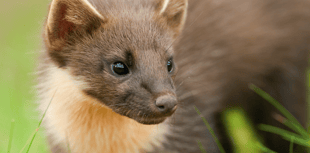National Highways helping a Devon rare species cross the road
