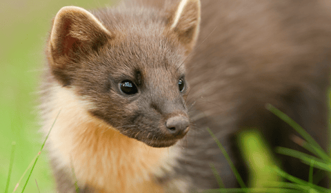 National Highways helping a Devon rare species cross the road