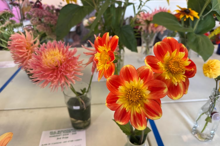 Colourful flowers at Zeal Monachorum Village Show. AQ 1647