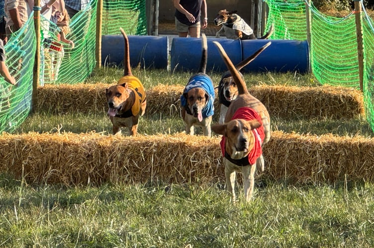 Hounds during one of the races. AQ 1410
