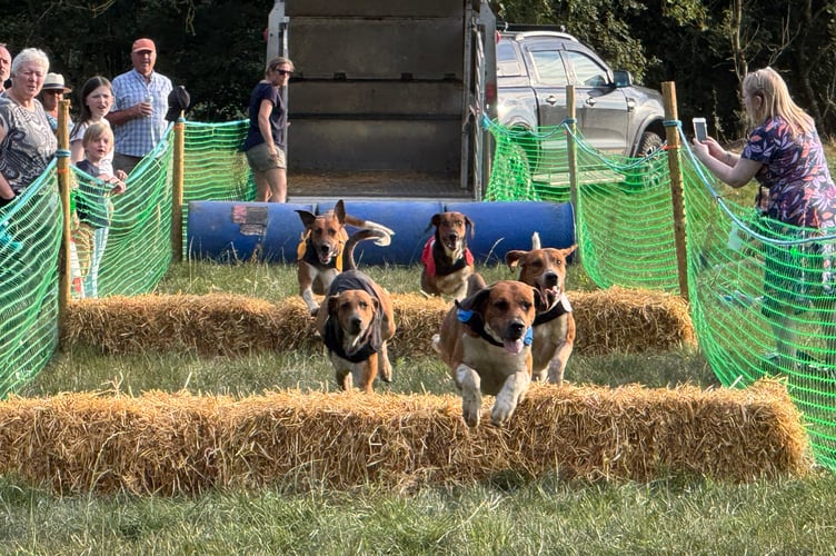 Hounds during one of the races. AQ 1400
