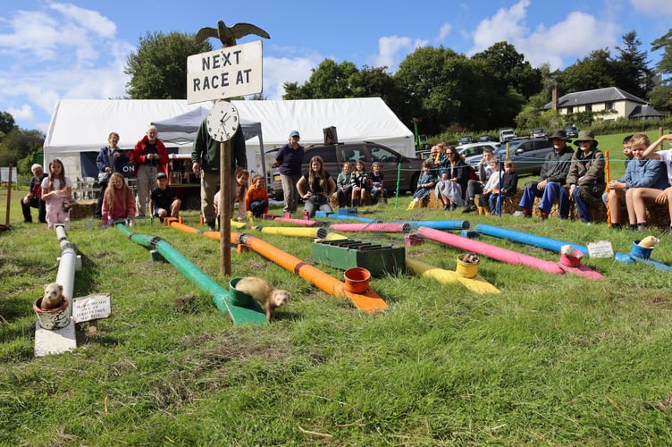 Onlookers enjoyed betting on ferret-racing